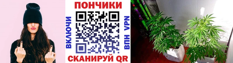 Бошки марихуана OG Kush  OMG сайт  Колпашево  купить наркотики сайты 